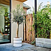 Piardino Olijfboom 'Miami' (Olea europaea, Potvolume: 30 l, Actuele groeihoogte: 180 cm) | BAUHAUS