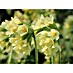 Piardino Frühlingsblüher Hohe Schlüsselblume 