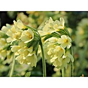Piardino Frühlingsblüher Hohe Schlüsselblume (Primula elatior, Topfgröße: 12 cm) | BAUHAUS