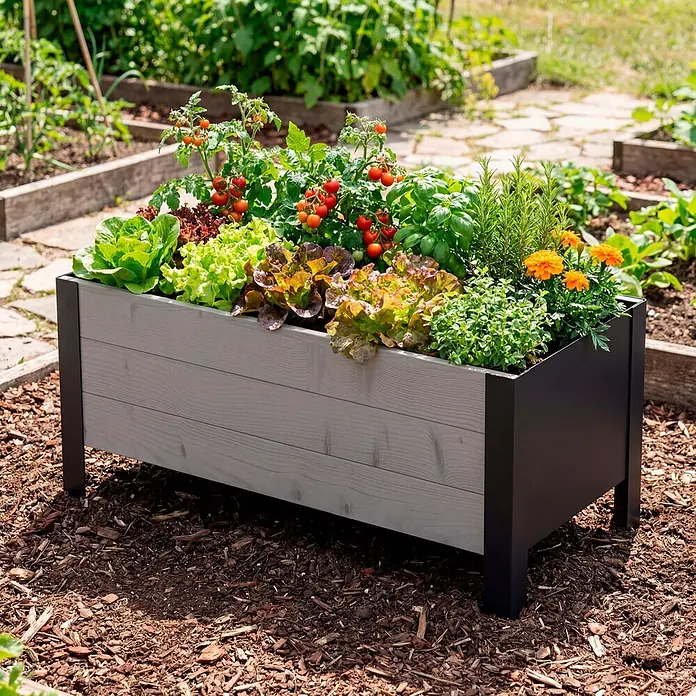 Upyard Pflanzkasten Modernbox niedrig - 78 x 36 x 32 cm, Holz, Grau/Schwarz - Erhöhtes graues Holz-Pflanzbeet mit schwarzem Rahmen, gefüllt mit Salat, Tomaten und Kräutern im Garten.