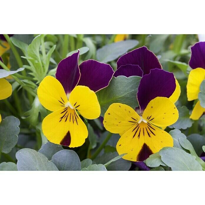 Piardino HornveilchenViola cornuta, Sortenabhängig Detail Shot