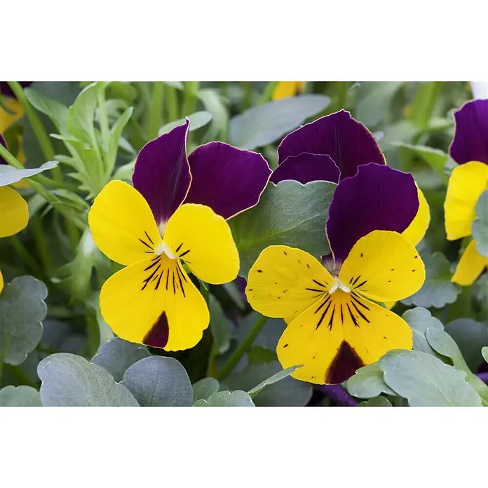Piardino Hornveilchen - Viola cornuta, Sortenabhängig - Nahaufnahme von gelb-violetten Stiefmütterchen, die ihre zarten Blütenblätter und markanten Muster zeigen, inmitten eines Bettes aus grünen Blättern.