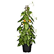 Thunbergia Alata 19 zweifarbig