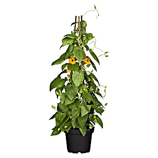 Piardino Schwarzäugige Susanne Schwarzäugige Susanne (Thunbergia alata, Blütenfarbe: Gelb)