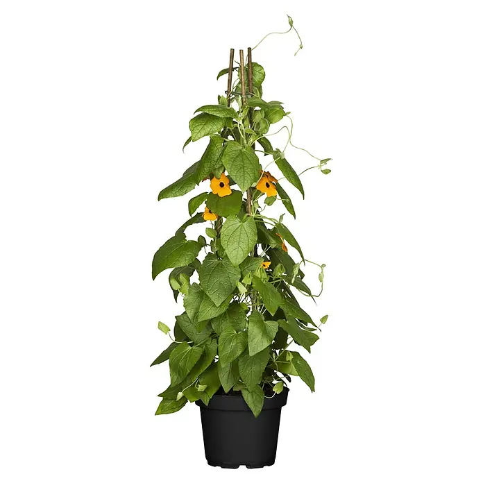 Piardino Schwarzäugige Susanne Schwarzäugige Susanne - Thunbergia alata, Blütenfarbe: Gelb - Kletterpflanze mit gelben Blüten und grünen Blättern, an Holzstäben in einem schwarzen Topf.