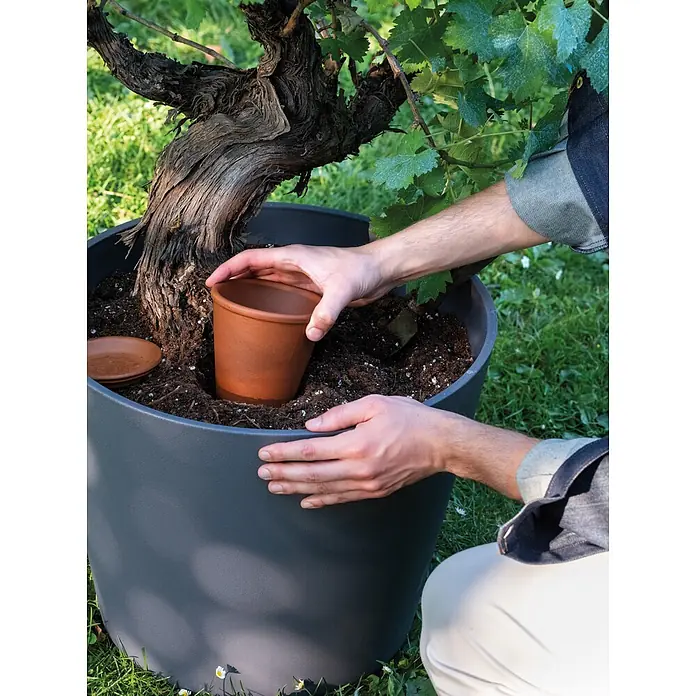 Deroma Topf Bewässerungskegel Aquado - Braun, 35 cm, Terracotta - Eine Person demonstriert einen großen grauen Pflanzkübel mit Weinrebe, indem sie einen Terrakotta-Topf zur Bewässerung in die Erde setzt.