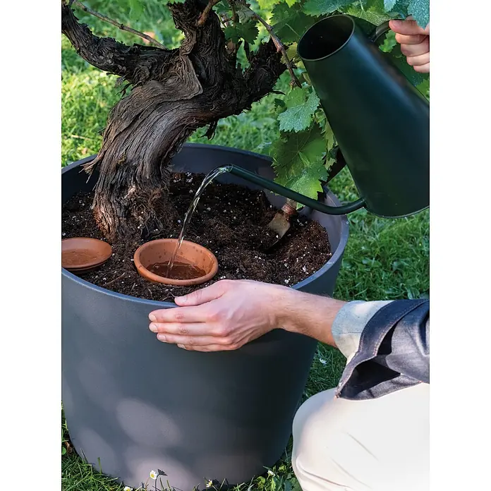 Deroma Topf Bewässerungskegel Aquado - Braun, 35 cm, Terracotta - Eine Person bewässert eine knorrige Weinrebe, die in einem großen grauen Pflanzgefäß mit Terrakotta-Schalen gepflanzt ist.