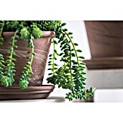 Deroma Pflanztopf Vasum Duo (Außenmaß (Ø x H): 17 x 12,6 cm, Naturmaterialien, Graphit-Weiß) | BAUHAUS