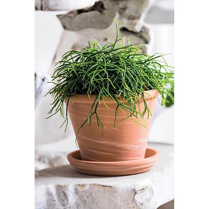 Deroma Pflanztopf Vasum Duo (Außenmaß (Ø x H): 36,7 x 27,6 cm, Naturmaterialien, Braun-Weiß) | BAUHAUS
