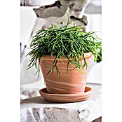 Deroma Pflanztopf Vasum Duo (Außenmaß (Ø x H): 36,7 x 27,6 cm, Naturmaterialien, Braun-Weiß) | BAUHAUS