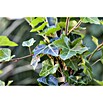 Efeu (Hedera helix, Topfgröße: 5 l) | BAUHAUS
