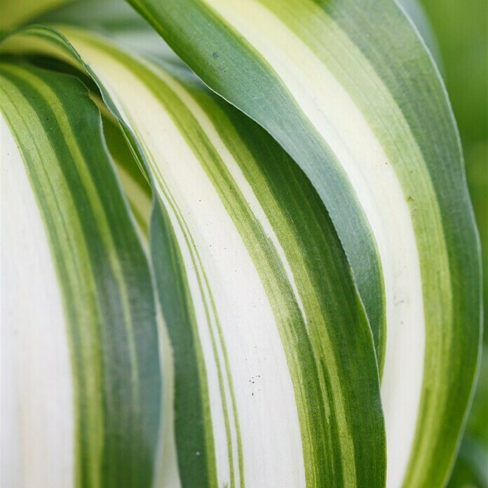 Piardino Grünlilie (Chlorophytum comosum Bonnie, Topfgröße: 12 cm, Blattfarbe: Grün/Weiß)