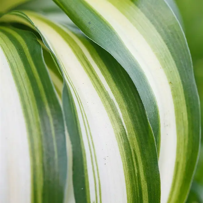 Piardino Grünlilie - Chlorophytum comosum Bonnie, Topfgröße: 12 cm, Blattfarbe: Grün/Weiß - Nahaufnahme von Blättern der Dracaena sanderiana 'Gold', die eine auffällige grüne und cremefarbene Streifenbildung aufweisen.