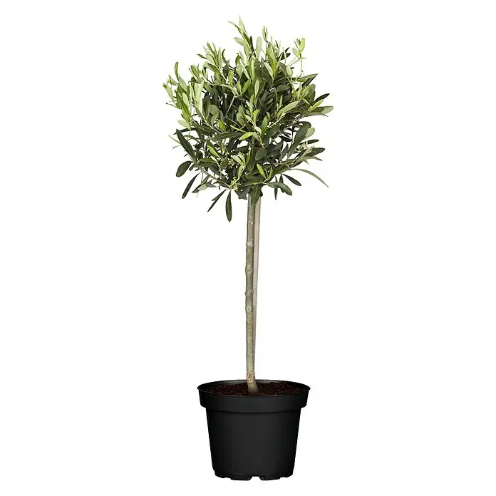 welche erde nimmt man für olivenbäume Olivenbaum Olea Europaea Cultivo | 230cm