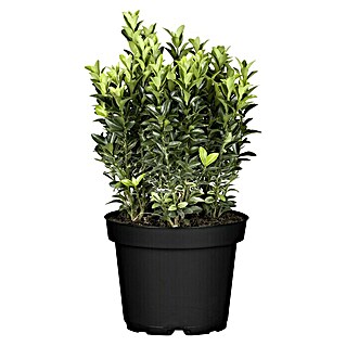 Piardino Spindelstrauch (Euonymus japonicus, Topfvolumen: 2 l, Dunkelgrün)