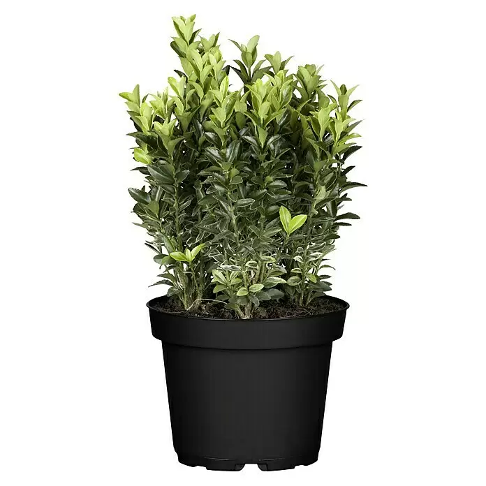 Piardino SpindelstrauchEuonymus japonicus, Topfvolumen: 2 l, Dunkelgrün