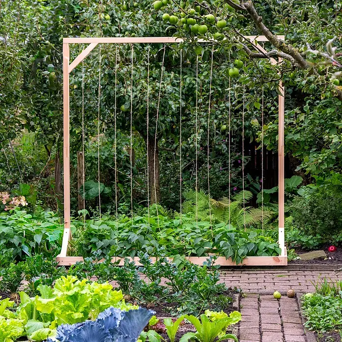 Dobar Tomaten-Rankgitter - L x B x H: 210 x 60 x 210 cm, Holz, Natur - Helles Holzrankgitter mit vertikalen Schnüren für Kletterpflanzen, inmitten üppigen Grüns in einem Garten.