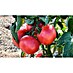 Fleischtomate 