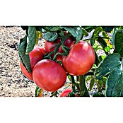 Fleischtomate (Solanum lycopersicum Rose Crush, Topfgröße: 14 cm) | BAUHAUS
