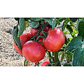 Fleischtomate (Solanum lycopersicum Rose Crush, Topfgröße: 14 cm)