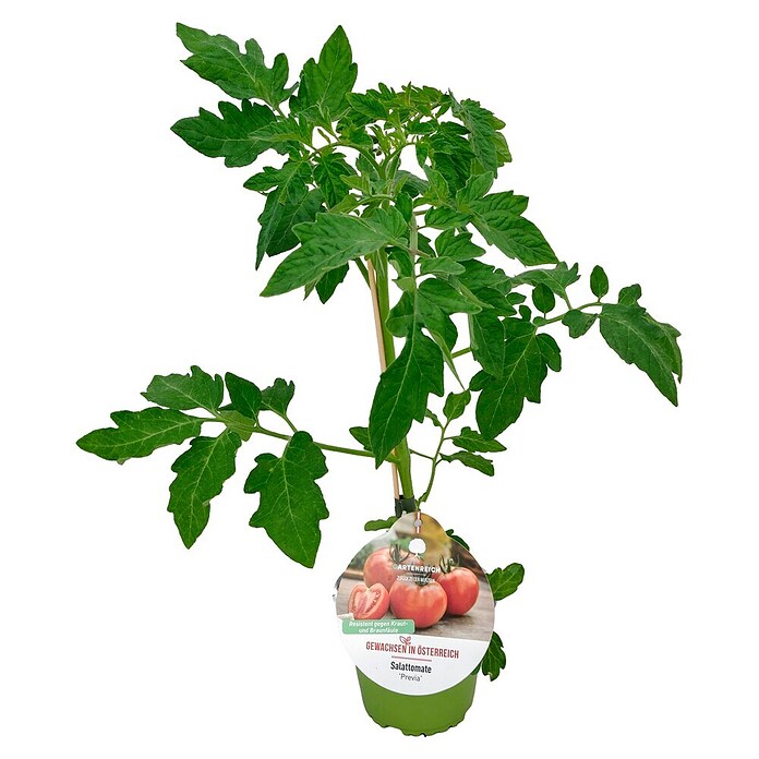 Tomate (Solanum lycopersicum Previa, Topfgröße: 14 cm) | BAUHAUS