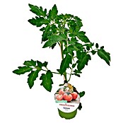 Tomate (Solanum lycopersicum Previa, Topfgröße: 14 cm) | BAUHAUS