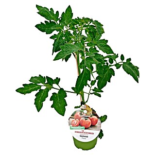 Tomate (Solanum lycopersicum Previa, Topfgröße: 14 cm)
