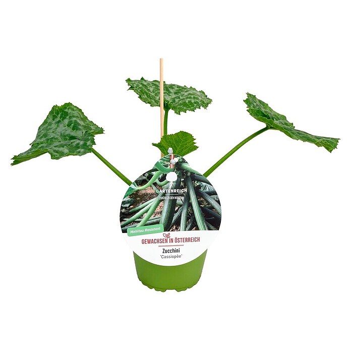 Zucchini (Cucurbita pepo Cassiopee, Topfgröße: 14 cm) | BAUHAUS
