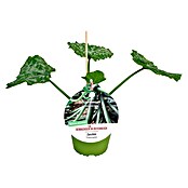 Zucchini (Cucurbita pepo Cassiopee, Topfgröße: 14 cm) | BAUHAUS