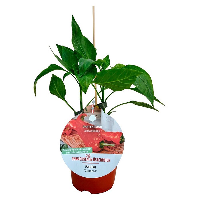 Paprika (Capsicum annuum Conored, 14 cm, Erntezeit: Juli) | BAUHAUS