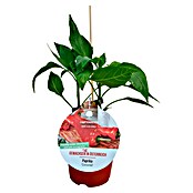 Paprika (Capsicum annuum Conored, 14 cm, Erntezeit: Juli) | BAUHAUS