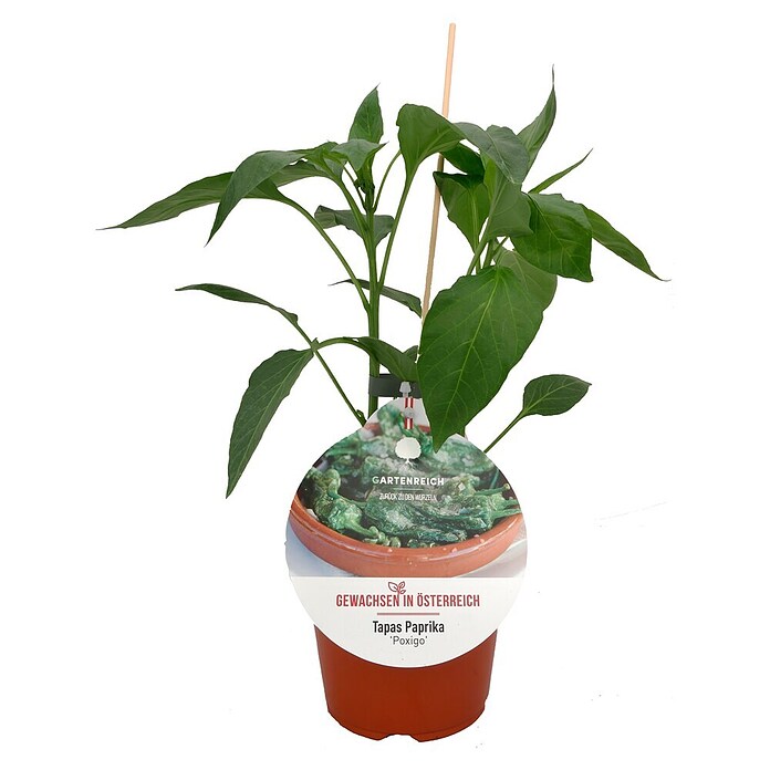 Paprika Tapas Brat-Peperoni (Capsicum Tapas Poxigo, Topfgröße: 14 cm) | BAUHAUS