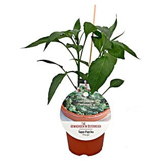 Paprika Tapas Brat-Peperoni (Capsicum Tapas Poxigo, Topfgröße: 14 cm)