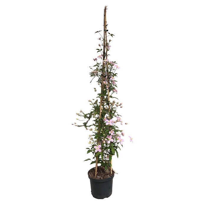 Waldrebe Clematis hybride in Sorten (Clematis, Mehrfarbig) | BAUHAUS