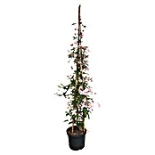 Waldrebe Clematis hybride in Sorten (Clematis, Mehrfarbig) | BAUHAUS