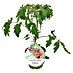 Cocktailtomate 