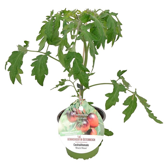 Cocktailtomate (Solanum lycopersicum Black Moon, Topfgröße: 14 cm) | BAUHAUS