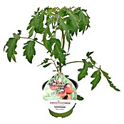 Cocktailtomate (Solanum lycopersicum Black Moon, Topfgröße: 14 cm) | BAUHAUS