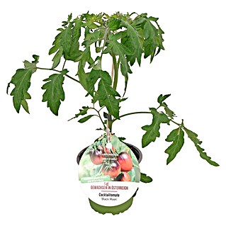 Cocktailtomate (Solanum lycopersicum Black Moon, Topfgröße: 14 cm)