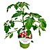Cherrytomate 