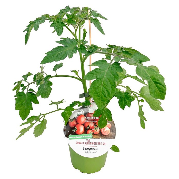Cherrytomate (Solanum lycopersicum Rubylicious, Topfgröße: 14 cm, Erntezeit: Juli) | BAUHAUS
