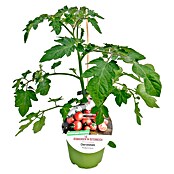 Cherrytomate (Solanum lycopersicum Rubylicious, Topfgröße: 14 cm, Erntezeit: Juli) | BAUHAUS