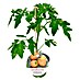 Fleischtomate 