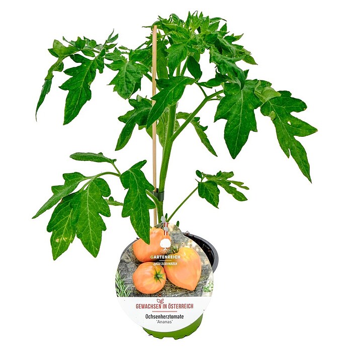 Fleischtomate (Solanum lycopersicum Ananas, Topfgröße: 14 cm) | BAUHAUS