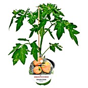 Fleischtomate (Solanum lycopersicum Ananas, Topfgröße: 14 cm) | BAUHAUS
