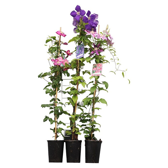 Waldrebe Clematis hybride in Sorten (Clematis, Mehrfarbig) | BAUHAUS