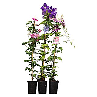 Waldrebe Clematis hybride in Sorten (Clematis, Mehrfarbig)