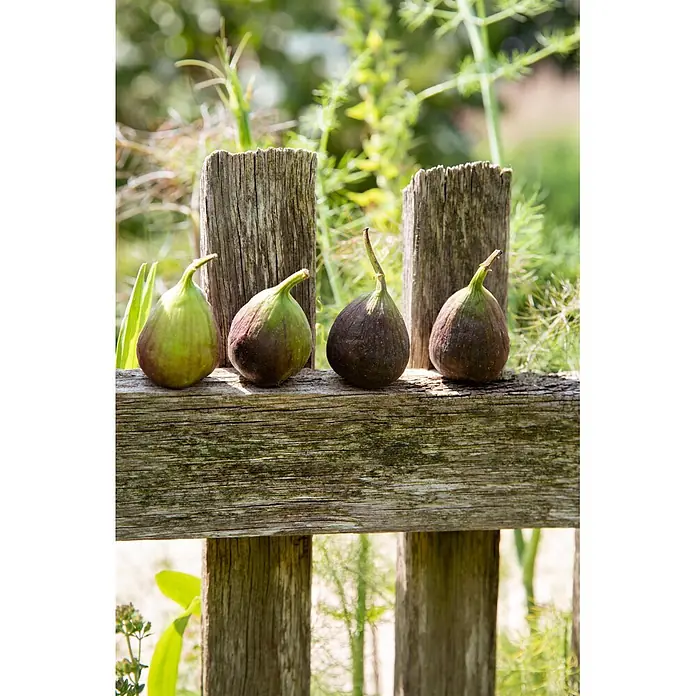 Feigenbaum - Ficus carica, Topfgröße: 50 cm - Vier reife Feigen, grün und lila, liegen auf einem alten Holzzaun in einem Garten.