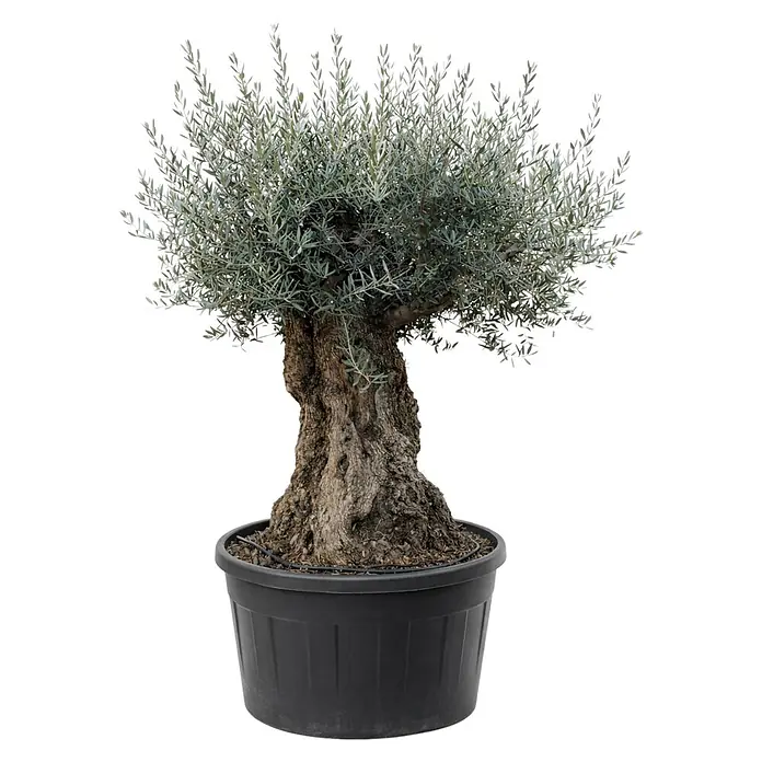 Piardino Olivenbaum Bonsai XXL - Olea europaea, Aktuelle Wuchshöhe: 120 cm - 140 cm - Topf-Olivenbaum mit grüngrauen Blättern und strukturiertem braunem Stamm in schwarzem Pflanztopf.