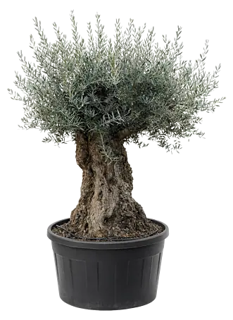 sansevieria black superba Sansevieria Superba main image 0